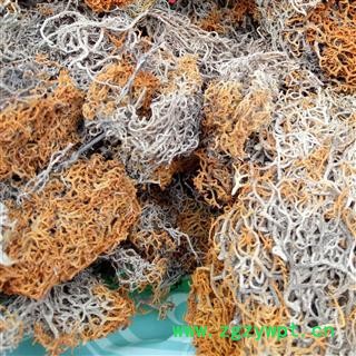 圣草康园金刷把 红雪茶 金丝茶 松石蕊图2