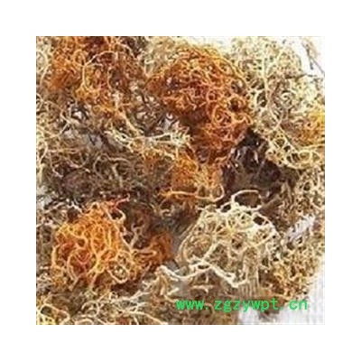 圣草康园金刷把 红雪茶 金丝茶 松石蕊