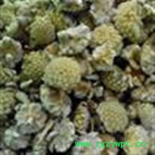 绿萝花 雪梨花 雪里花 雪里开 地雷拐子药图2