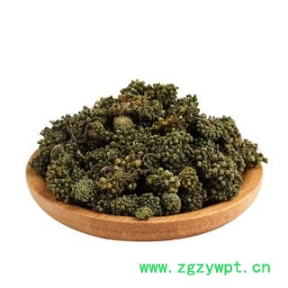 三七花 田七花  文山三七花图4