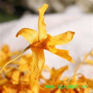 吉康药业石斛花 鼓槌石斛花今年新货颜色好图2