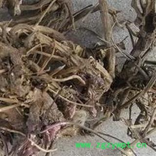 吉康药业中药材紫锥菊 紫锥菊根图2