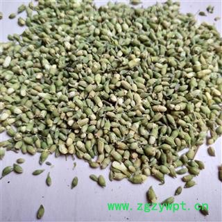 槐米 色青选货 产地 山东省图2