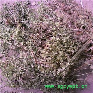 点地梅 统货 产地 四川省成都市双流县图4