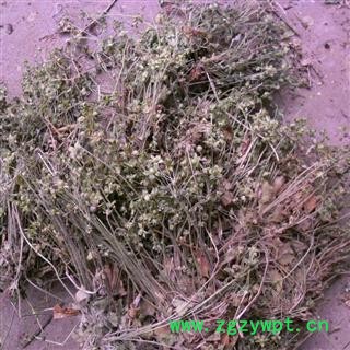 点地梅 统货 产地 四川省成都市双流县图2