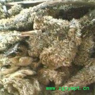 吉康药业鸡冠花 白鸡冠花 鸡冠花 产地河北图2