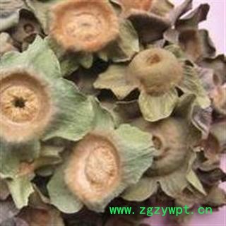 吉康药业柿蒂 老柿蒂新货图2