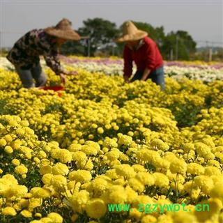 杭菊花 杭白菊  杭菊  无面 散开 产地 浙江省杭州市市辖区图4