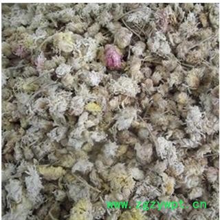 菊花 亳菊 产地 安徽省亳州市  产地直销图2