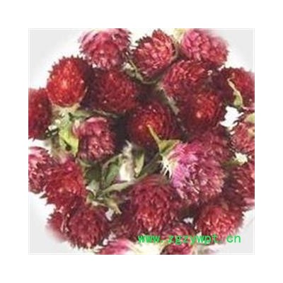 吉康药业红巧梅 千日红今年新货