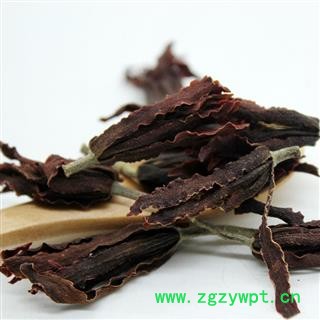 吉康药业批发  白玉兰 白玉花 玉兰花  红玉兰 木兰 玉兰花 望春 应春花 玉堂春图2