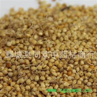 【炒谷芽】@【同欢药材】中药材批发供应 规格齐全 量大从优 产地 山东省图3