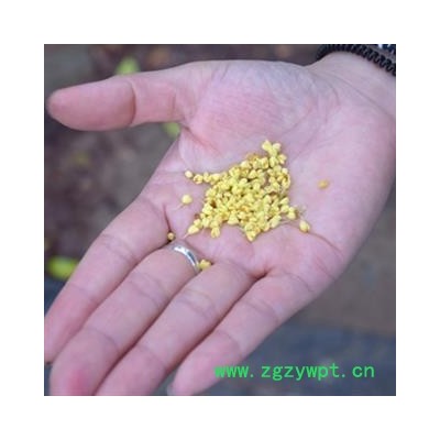 桂花 精选 桂花 产地 广西壮族自治区