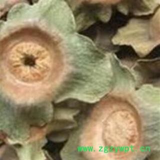 柿蒂 柿蒂 选,柿楴 柿子盖 产地 河南省南阳市宛城区图2