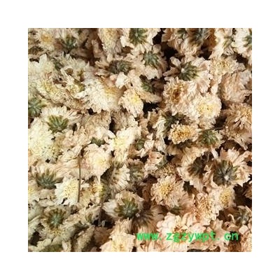 白菊花 七月菊 泡茶用七月菊  产地 安徽省