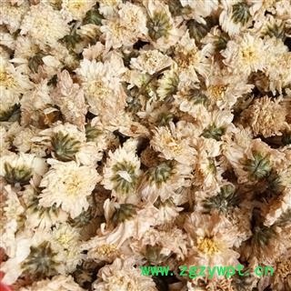 白菊花 七月菊 泡茶用七月菊  产地 安徽省图2