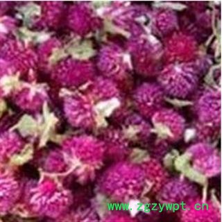 千日红  红巧梅 选 产地 江苏省图2