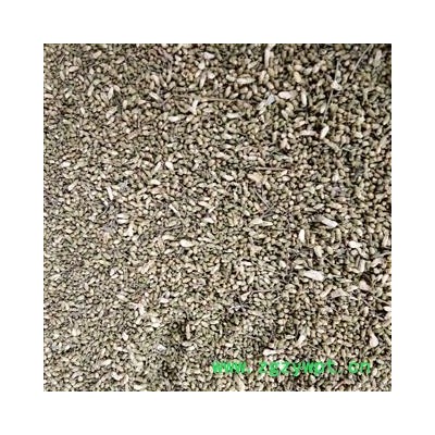 槐米 色青选货 产地 山东省