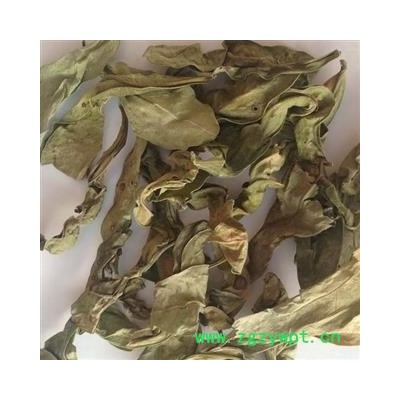 吉康药业乌桕树叶乌桕叶腊子树叶木子树叶子