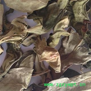 吉康药业乌桕树叶乌桕叶腊子树叶木子树叶子图2