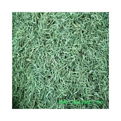 金银花 金银花青花统货 产地 河南省