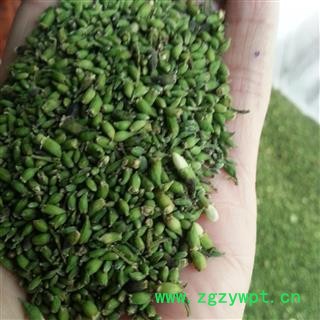 吉康药业槐米今年新货纯绿色颜色好图2