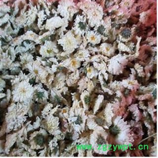 菊花 七月菊 产地 安徽省图2