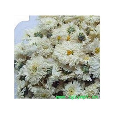 菊花 太阳菊 产地 安徽省