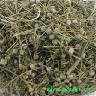 吉康药业谷精草  挖耳朵草 珍珠草图2