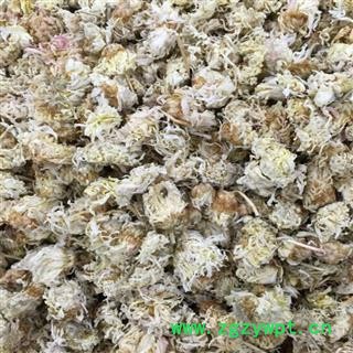 白菊花 怀菊花 产地 河南省新乡市市辖区图3