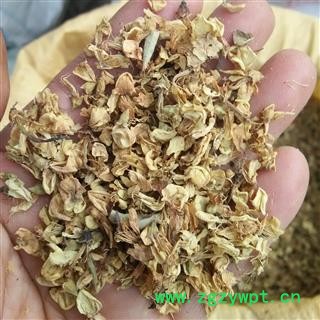 槐花 精选国槐。家槐 产地 河南省平顶山市汝州市图2