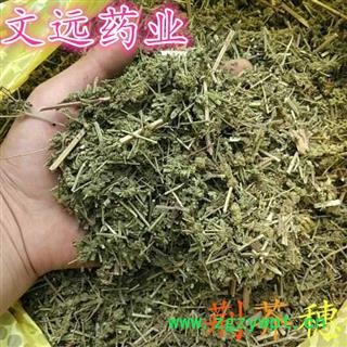 荆芥穗 荆芥穗次统货 切片 产地 河南省图2