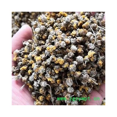 野菊花 新品颗粒货 产地 河南省平顶山市汝州市