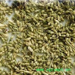 槐米 统货 产地 河北省图2