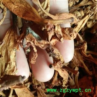 凌霄花 选货 茶用级别 产地 浙江省图2