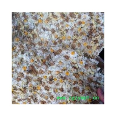 菊花 杭白菊菊花饼 产地 浙江省