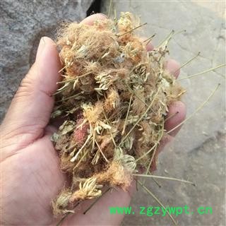 合欢花 豫统 产地 河南省平顶山市汝州市图3