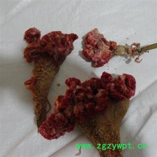 鸡冠花 选货  产地 山西省图2