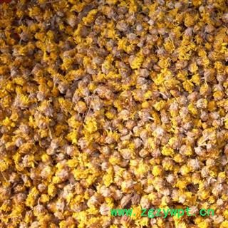 野菊花 菊花  选 产地 河南省图2