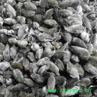 辛夷花 辛夷大桃无柄选货 产地 河南省图2