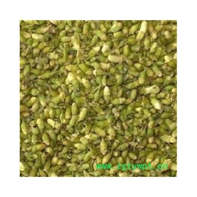 槐米 青 产地 新疆维吾尔自治区