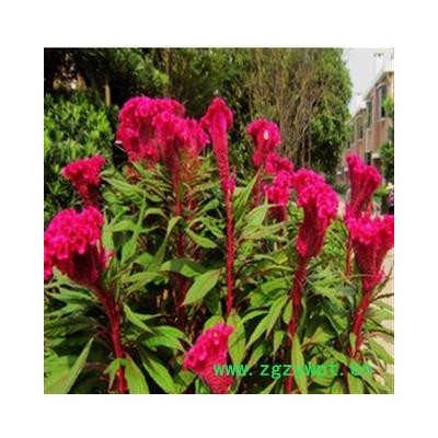 红鸡冠花  白鸡冠花 统 产地 山西省