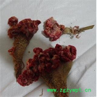 红鸡冠花  白鸡冠花 统 产地 山西省图2