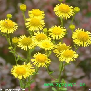 旋覆花 精选野生无硫 产地 河南省平顶山市汝州市图4