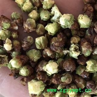 梅花 绿梅花 开花率3% 产地 浙江省舟山市 娟子中药行图3