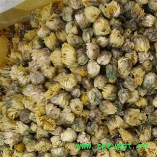 菊花 正品桐乡胎菊王 产地 浙江省 娟子中药行图4