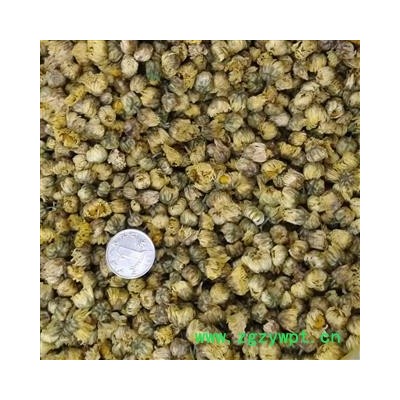 菊花 正品桐乡胎菊王 产地 浙江省 娟子中药行