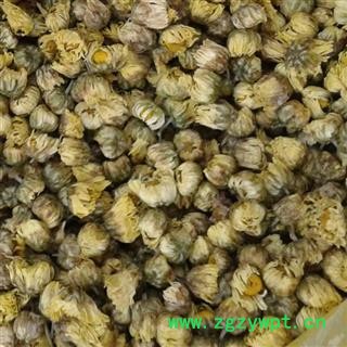 菊花 正品桐乡胎菊王 产地 浙江省 娟子中药行图3