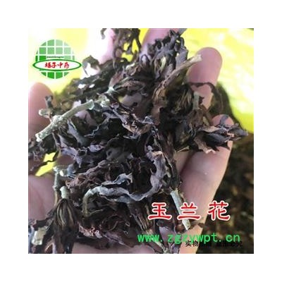 玉兰花 玉兰花 产地 广西壮族自治区 买好药材找娟子