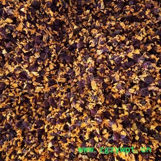 雪菊 菊花 凯捷中药 产地 新疆维吾尔自治区巴音郭楞蒙古自治州若羌县图3